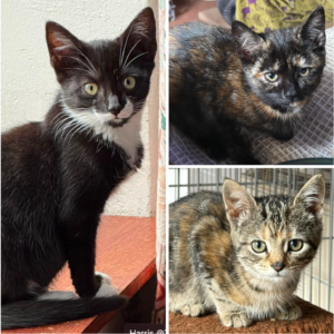 3 beautfiul kittens